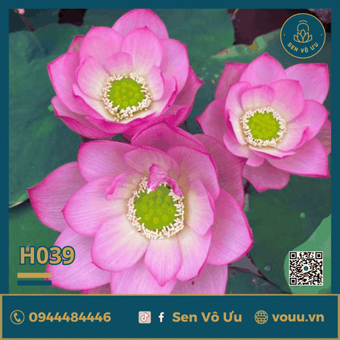 Giống sen Lăng Vũ H39 | Sen Vô Ưu