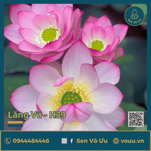 Giống sen Lăng Vũ H39 | Sen Vô Ưu