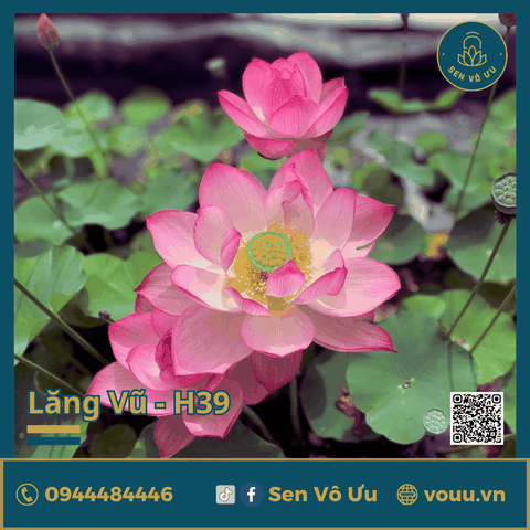 Giống sen Lăng Vũ H39 | Sen Vô Ưu