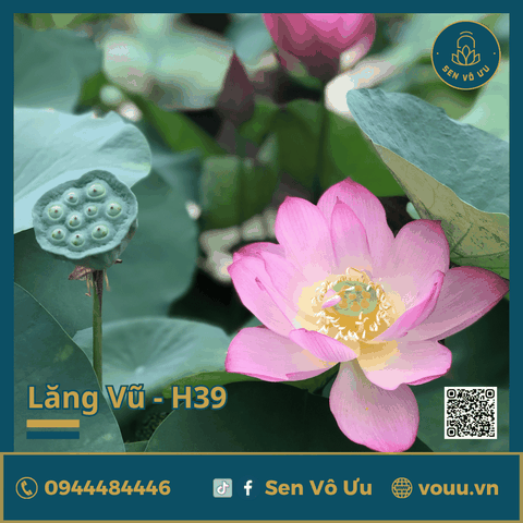 Giống sen Lăng Vũ H39 | Sen Vô Ưu