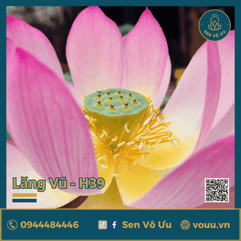 Giống sen Lăng Vũ H39 | Sen Vô Ưu