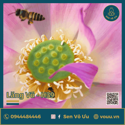 Giống sen Lăng Vũ H39 | Sen Vô Ưu