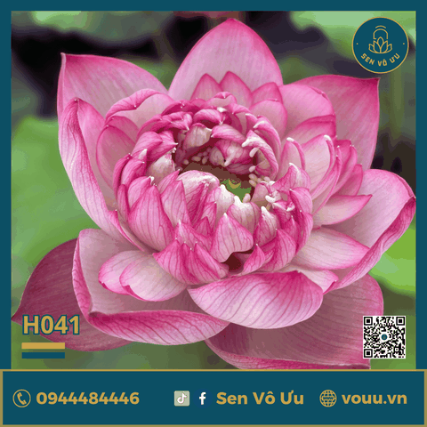 Củ giống Pink Diamond | Sen Vô Ưu