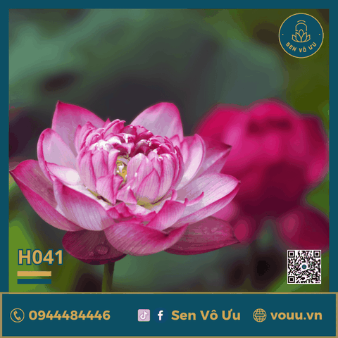Củ giống Pink Diamond | Sen Vô Ưu