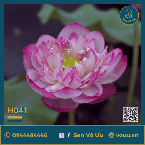Củ giống Pink Diamond | Sen Vô Ưu