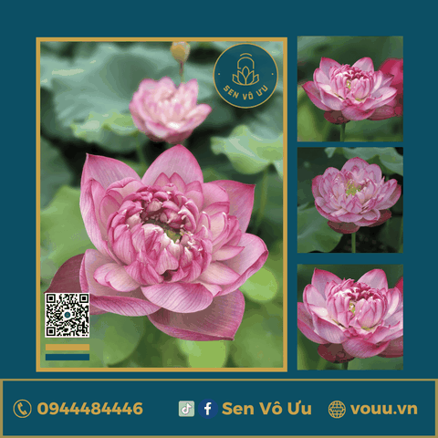 Củ giống Pink Diamond | Sen Vô Ưu