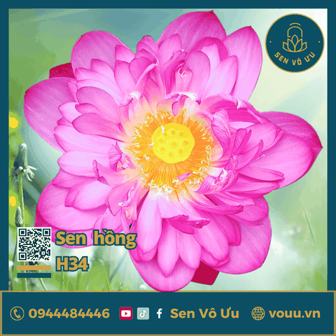Giống sen hồng Pink Strom H34 | Sen Vô Ưu