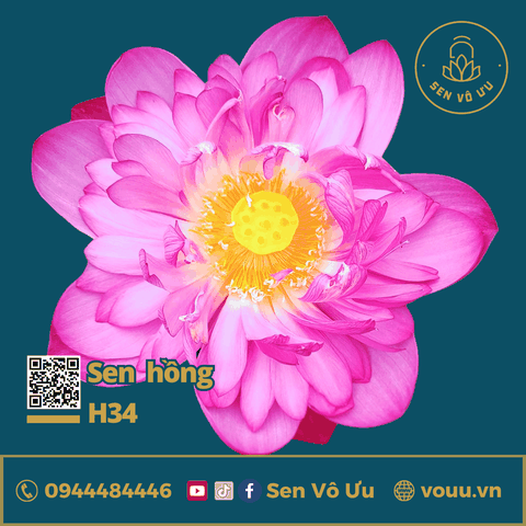 Giống sen hồng Pink Strom H34 | Sen Vô Ưu