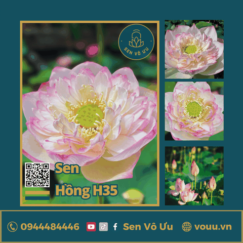 Giống sen Tiên Nữ Ánh Hồng H35 | Sen Vô Ưu