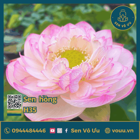 Giống sen Tiên Nữ Ánh Hồng H35 | Sen Vô Ưu