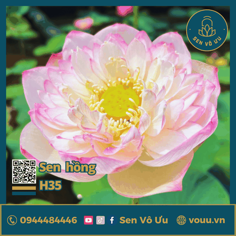 Giống sen Tiên Nữ Ánh Hồng H35 | Sen Vô Ưu