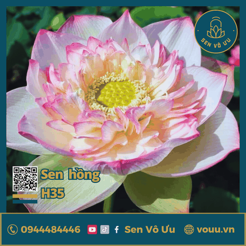 Giống sen Tiên Nữ Ánh Hồng H35 | Sen Vô Ưu