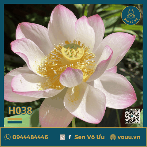 Giống sen Tiểu Yến | Sen Vô Ưu