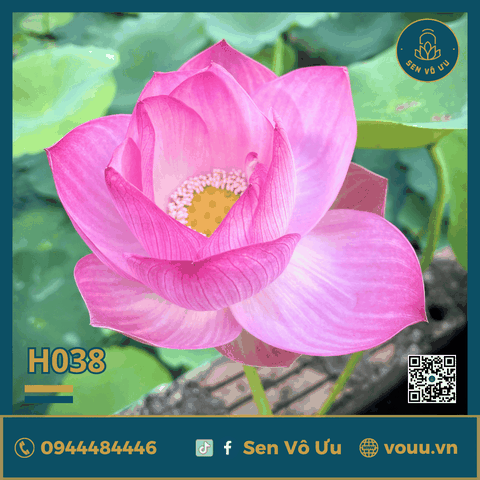 Giống sen Tiểu Yến | Sen Vô Ưu