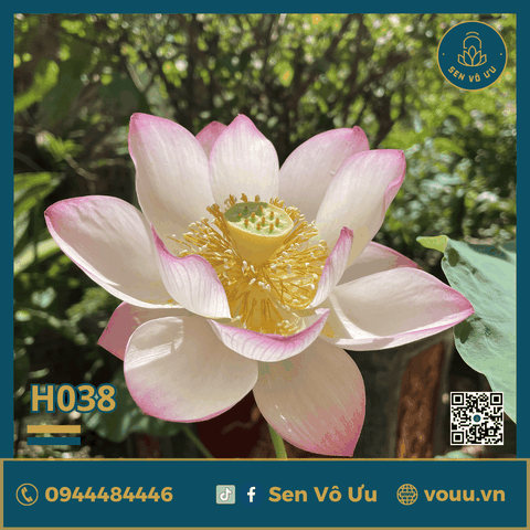 Giống sen Tiểu Yến | Sen Vô Ưu