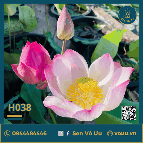 Giống sen Tiểu Yến | Sen Vô Ưu