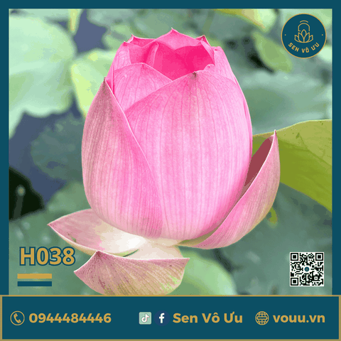 Giống sen Tiểu Yến | Sen Vô Ưu