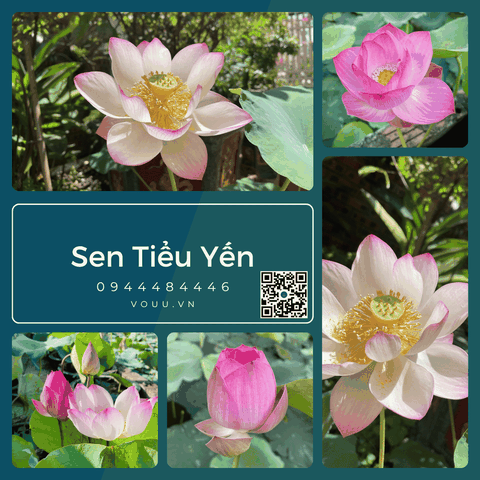 Giống sen Tiểu Yến | Sen Vô Ưu