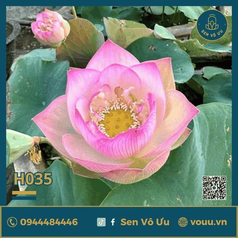 Giống sen hồng Vô Ưu hoa quanh năm H35 | Sen Vô Ưu