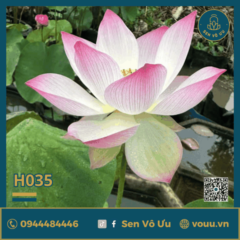 Giống sen hồng Vô Ưu hoa quanh năm H35 | Sen Vô Ưu
