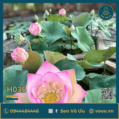 Giống sen hồng Vô Ưu hoa quanh năm H35 | Sen Vô Ưu