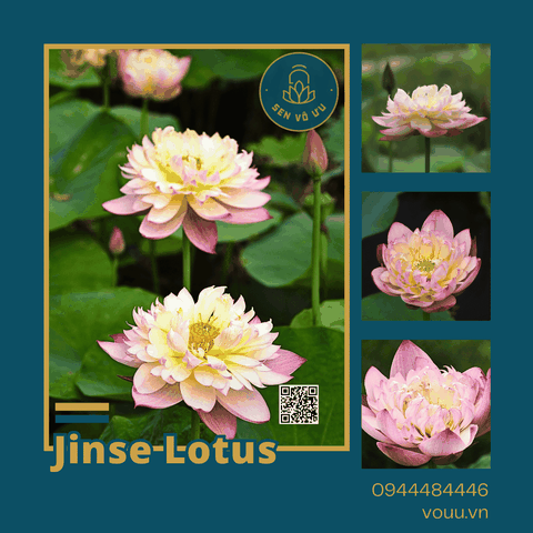 Giống sen Jinse | Sen Vô Ưu