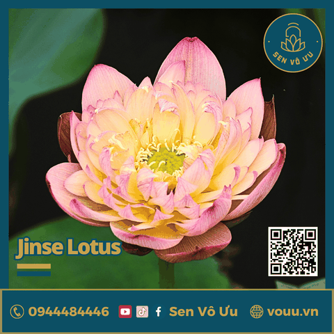 Giống sen Jinse | Sen Vô Ưu