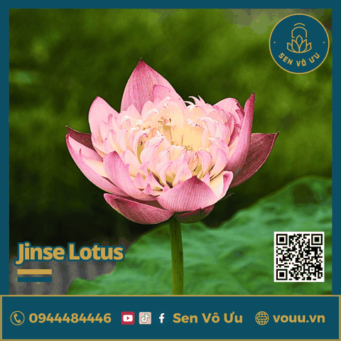 Giống sen Jinse | Sen Vô Ưu