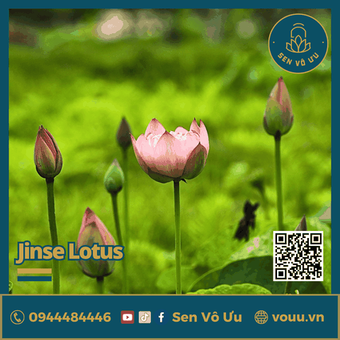 Giống sen Jinse | Sen Vô Ưu