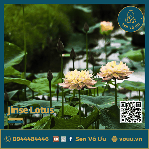 Giống sen Jinse | Sen Vô Ưu