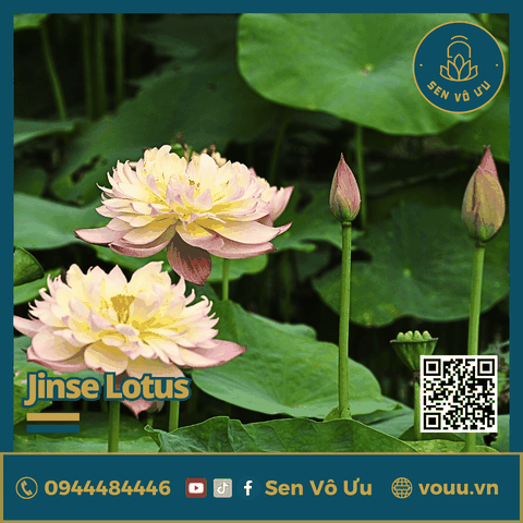 Giống sen Jinse | Sen Vô Ưu