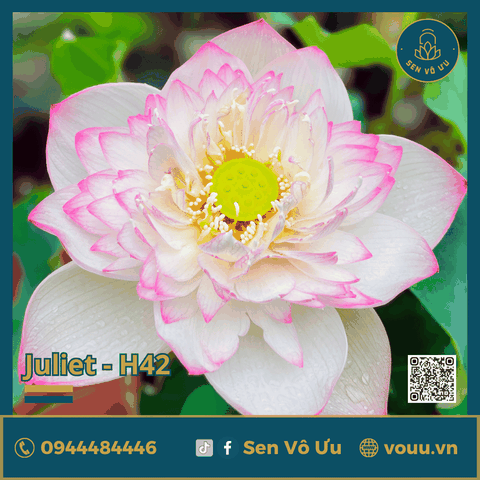 Giống sen Juliet lotus H42 | Sen Vô Ưu