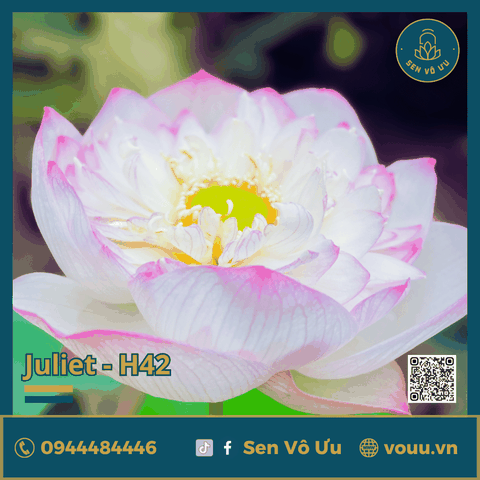 Giống sen Juliet lotus H42 | Sen Vô Ưu