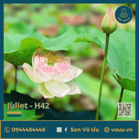 Giống sen Juliet lotus H42 | Sen Vô Ưu