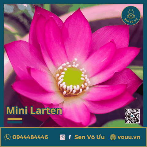 Giống Sen Mini Little Larten | Sen Vô Ưu