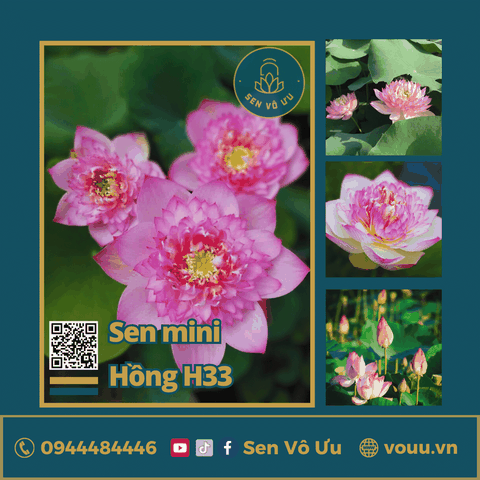 Giống sen mini hồng Pink Lucky lotus | Sen Vô Ưu