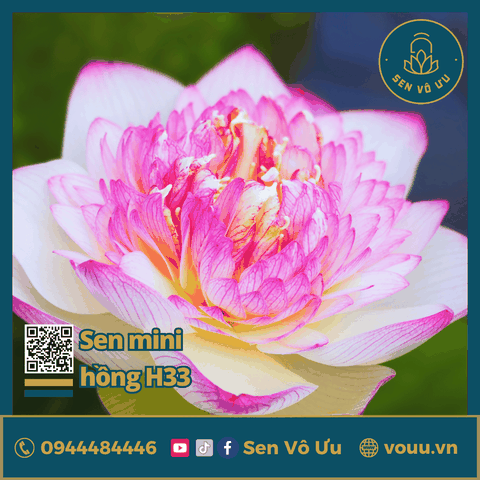 Giống sen mini hồng Pink Lucky lotus | Sen Vô Ưu