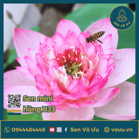 Giống sen mini hồng Pink Lucky lotus | Sen Vô Ưu