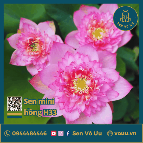 Giống sen mini hồng Pink Lucky lotus | Sen Vô Ưu