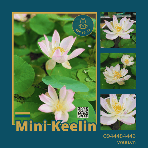 Giống sen mini Keelin | Sen Vô Ưu