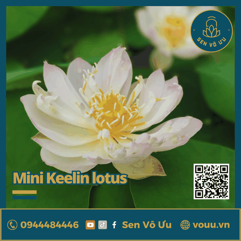 Giống sen mini Keelin | Sen Vô Ưu