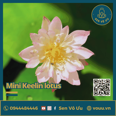 Giống sen mini Keelin | Sen Vô Ưu