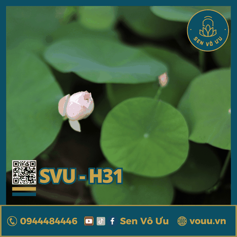 Giống sen mini Rose Dot | Sen Vô Ưu