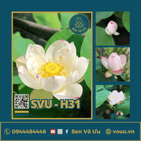 Giống sen mini Rose Dot | Sen Vô Ưu