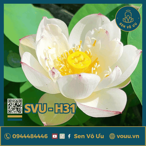 Giống sen mini Rose Dot | Sen Vô Ưu