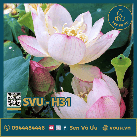 Giống sen mini Rose Dot | Sen Vô Ưu