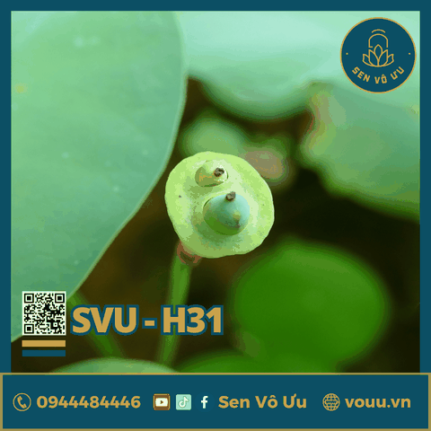 Giống sen mini Rose Dot | Sen Vô Ưu