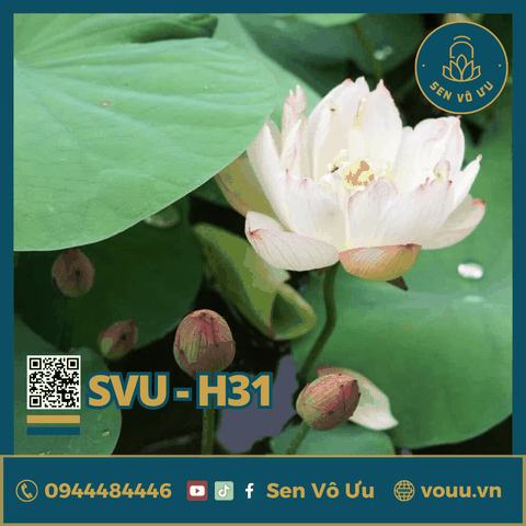 Giống sen mini Rose Dot | Sen Vô Ưu