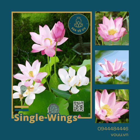 Giống Sen Mini Single Wing | Sen Vô Ưu