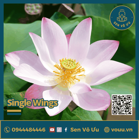 Giống Sen Mini Single Wing | Sen Vô Ưu